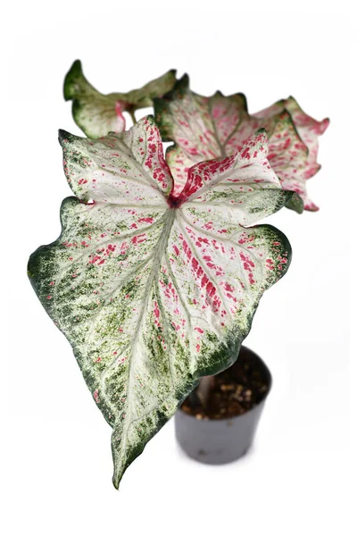 Exotische Caladium Candyland Plant Met Mooie Witte Groene Bladeren Met — Stockfoto