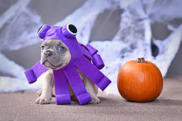 Rolig Fransk Bulldogg Valp Bär Halloween Bläckfisk Hund Kostym Med — Stockfoto