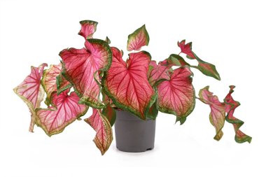 Beyaz arka planda güzel pembe ve yeşil yaprakları olan egzotik 'Caladium Florida tatlım' bitkisi