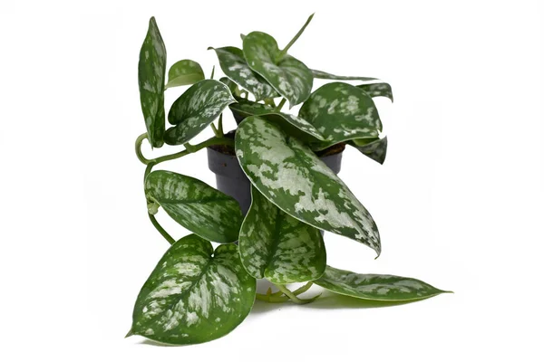 Tropische Huisplant Genaamd Scindapsus Pictus Exotica Satin Pothos Met Fluwelen — Stockfoto