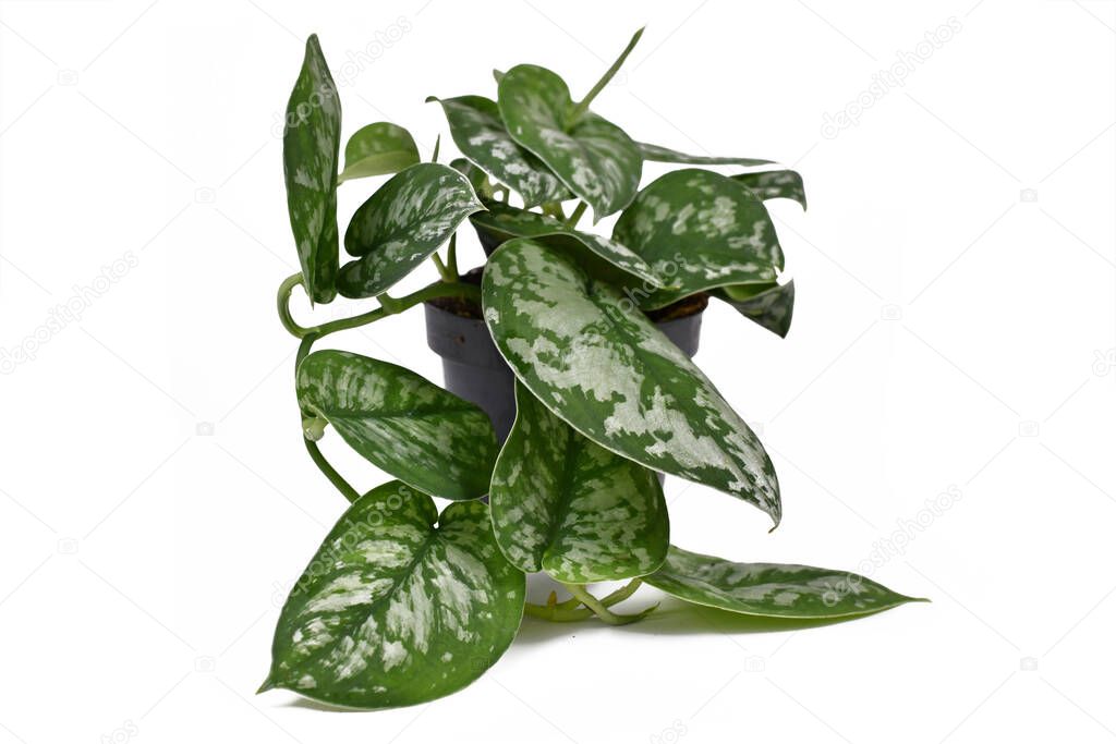 Tropical house plant called 'Scindapsus Pictus Exotica' or 'Satin Pothos' with velvet texture and silver spot pattern isolated on white background