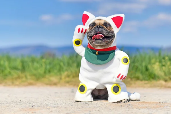Glücklich Lächelnde Französische Bulldogge Verkleidet Mit Traditioneller Japanischer Genannter Maneki — Stockfoto