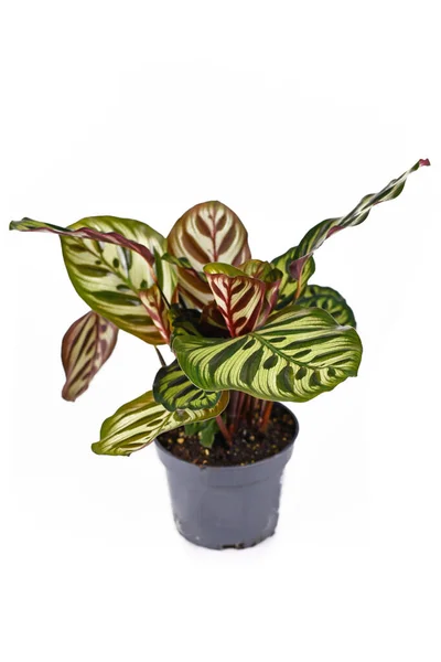 Planta Oração Tropical Exótica Calathea Makoyana Com Belo Padrão Vaso — Fotografia de Stock