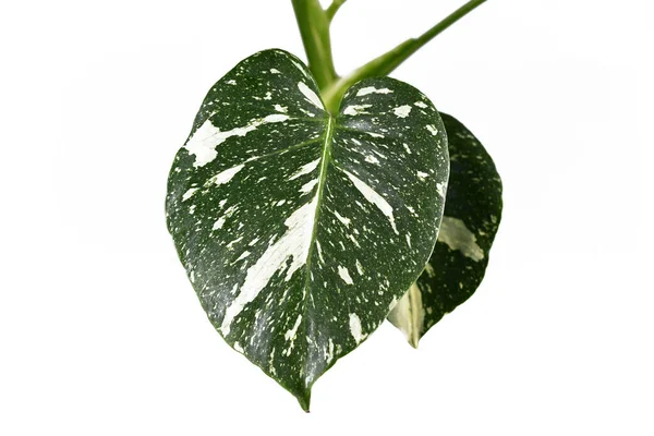 Schöne Weiß Bestreute Blätter Der Seltenen Bunten Exotischen Zimmerpflanze Monstera — Stockfoto