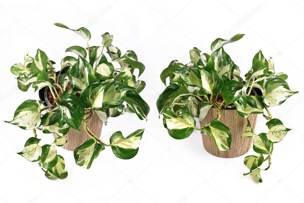 'Manjula' Pothos, a tropical house plant, also called 'Happy Leaves', in natural flower pot from different angles on white background