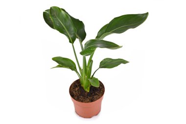 Egzotik 'Strelitzia Reginae 