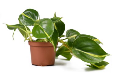 Tropikal 'Philodendron Hederaceum Taramaları Brasil' sarmaşık ev bitkisi çiçek saksısında sarı çizgili beyaz arka planda izole edilmiş