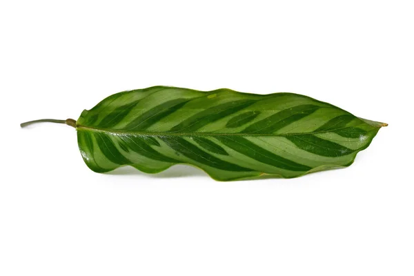 Sluiten Van Een Blad Exotische Calathea Concinna Freddie Huisplant Geïsoleerd — Stockfoto