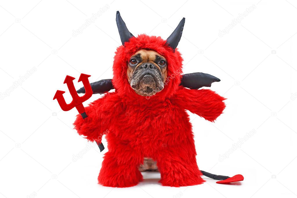 French Buldog dog with red devil Halloween costum wearing a fluffy full body suit with fake arms holding pitchfork, with devil tail, horns and black bat wings isolated on white background