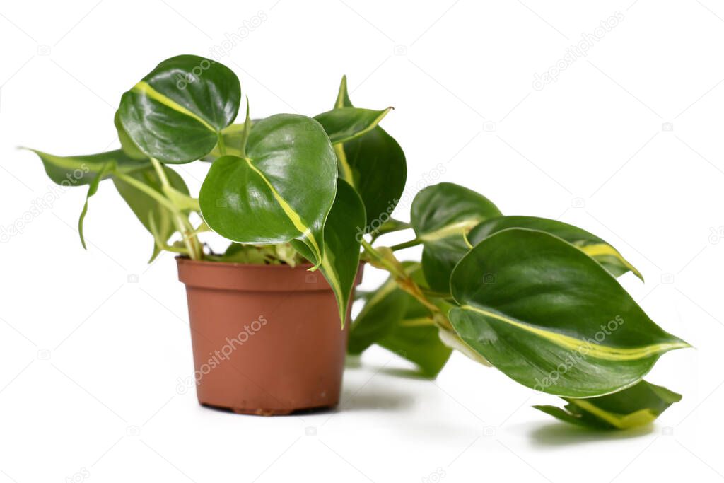 Tropical 'Philodendron Hederaceum Scandens Brasil' creeper house plant with yellow stripes in flower pot isolated on white background