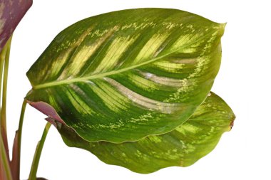 Beyaz arka planda izole edilmiş güzel çizgili desenli egzotik 'Calathea Flamestar' ev bitkisinin yapraklarını kapat