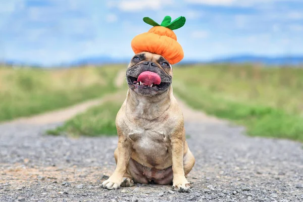 Vicces Boldog Francia Bulldog Kutya Öltözik Halloween Sütőtök Kalap Rét — Stock Fotó