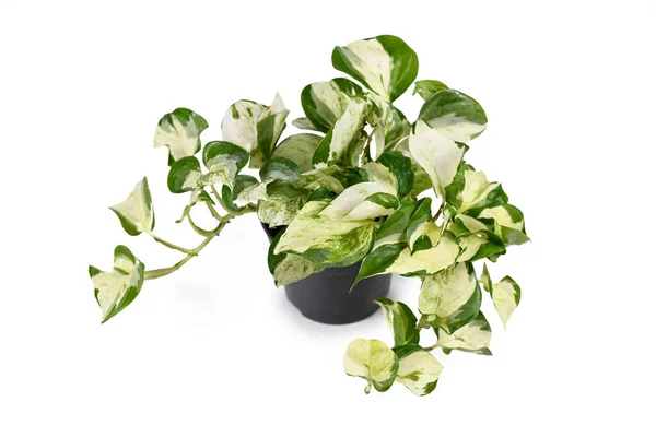 Tropikal 'Epipremnum Aureum Manjula' pothos çiçeği saksısında beyaz arka planda izole edilmiş.