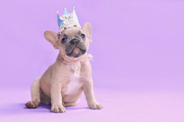 Küçük Fransız Buldog köpek yavrusu dantelli kağıt bir taç takıyor ve boş fotokopi alanı olan mor paket alanında kurdeleler takıyor.
