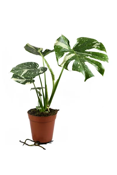 Rara Planta Tropical Variegada Monstera Deliciosa Thai Constellation Con Hermosas — Foto de Stock