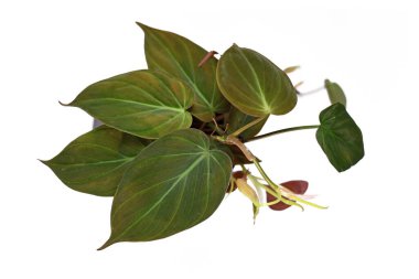 Tropikal 'Philodendron Hederaceum' ev bitkisi Micans kalp şeklindeki yapraklarla beyaz arka planda kadife desenli, üst manzara