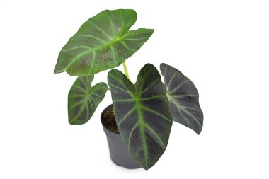 Tropik 'Colocasia Esculenta Aloha' bahçesi ya da çiçek saksısında koyu yeşil ve neredeyse siyah yapraklı ev bitkisi beyaz arka planda izole edilmiş.