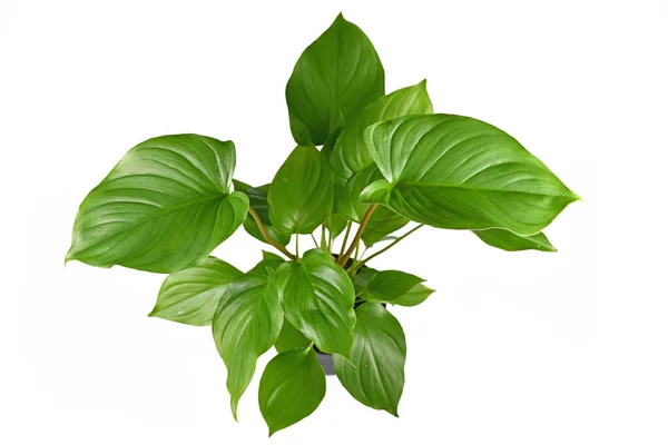 Lush Tropical Homalomena Rubescens Maggy Houseplant Large Healthy Leaves Isolated — Stock Photo, Image