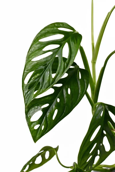 Hoja Monstera Adansonii Tropical Planta Vid Queso Suizo Aislada Sobre — Foto de Stock