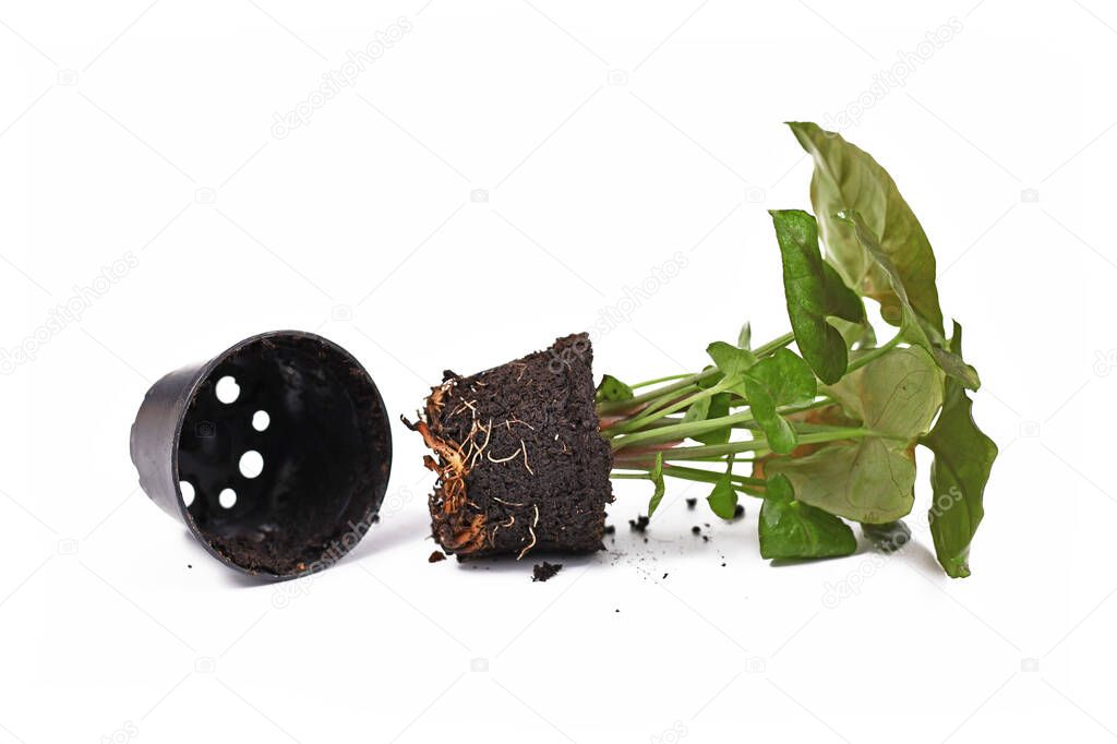 Repotting of exotic 'Syngonium Podophyllum Bronze Maria' houseplant next to empty plastic flower pot isolated on white background