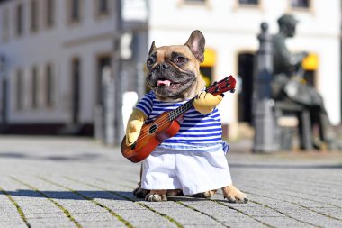Komik Fransız Bulldog sokak müzisyeni gibi giyinmiş çizgili tişörtlü bir kostüm giymiş ve elinde oyuncak bir gitarla güneşli bir günde şehirde duruyor.
