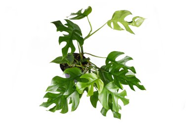Beyaz arka planda 'Monstera Minima' ya da 'Piccolo' olarak da adlandırılan delikleri olan küçük yapraklı 'Rhaphidophora Tetrasperma' ev bitkisi