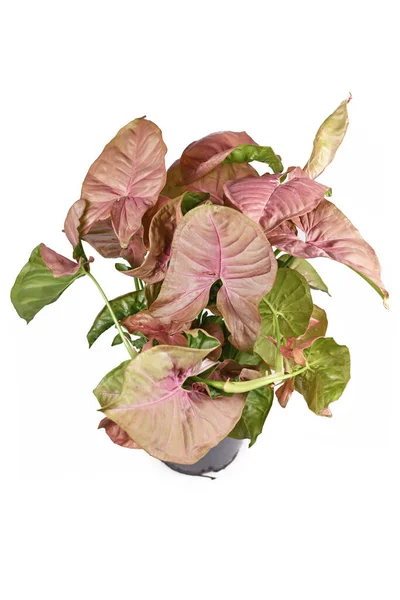 Volledige Tropische Syngonium Podophyllum Neon Robusta Kamerplant Met Roze Groene — Stockfoto