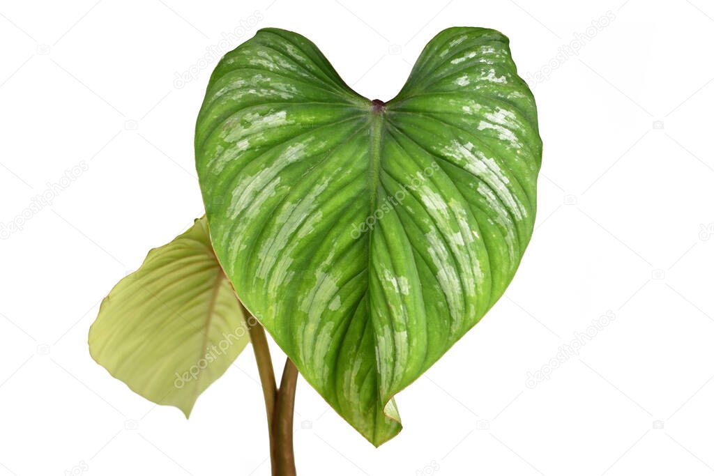 Close up of single leaf with silver pattern of rare tropical 'Philodendron Mamei' houseplant isolated on white background