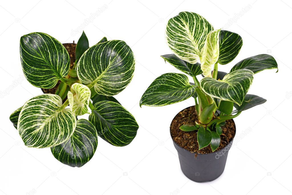 Different views of tropical 'Philodendron Birkin' house plant with white stripes on dark green leaves in pot isolated on white background