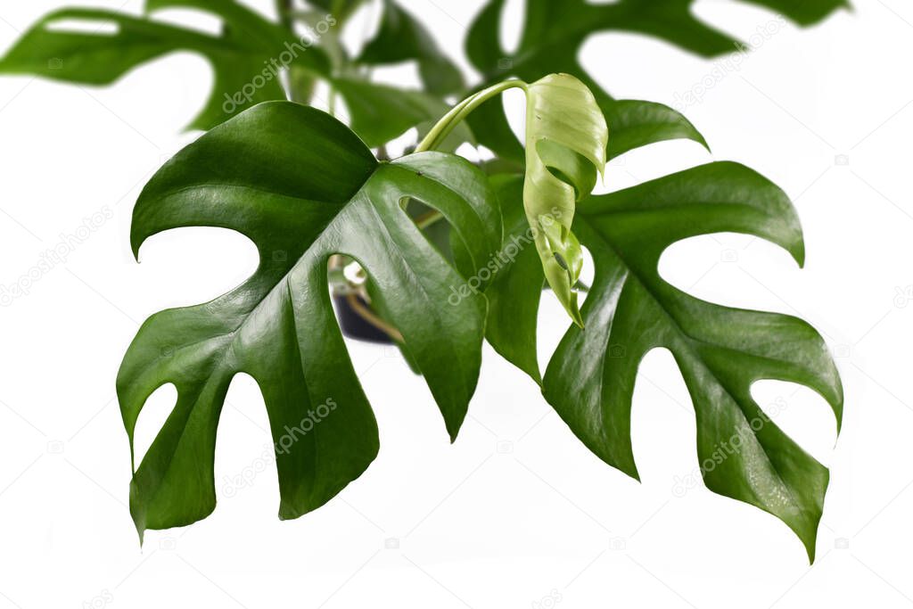 Tropical 'Rhaphidophora Tetrasperma' house plant with small leaves with holes, also called 'Monstera Minima' or 'Piccolo' isolated on white background