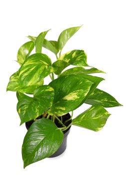Tropikal 'Epipremnum Aureum Golden Pothos' un çiçek saksısındaki ev bitkisi beyaz arka planda izole edilmiş.