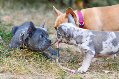'Mavi', 'merle' ve 'Red Fawn' birlikte oynayan üç Fransız Bulldog yavrusu.