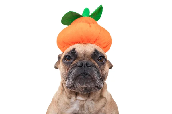 French Bulldog Dog Dresses Funny Halloween Pumpkin Hat White Background — Stock Photo, Image