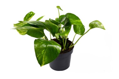 Beyaz arka planda, tropikal 'Epipremnum Aureum Golen Pothos' un çiçek saksısındaki ev bitkisinin yan görünüşü
