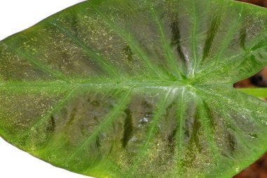 Colocasia 'daki bir ev bitkisinin üzerindeki örümcek maytı haşerelerinden zarar görmüş yaprağın kapağını kapat 