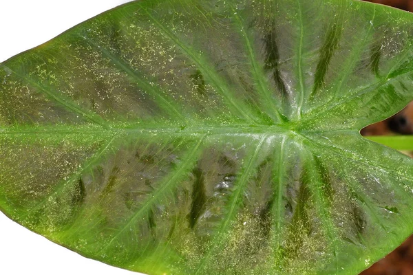 Colocasia 'daki bir ev bitkisinin üzerindeki örümcek maytı haşerelerinden zarar görmüş yaprağın kapağını kapat 