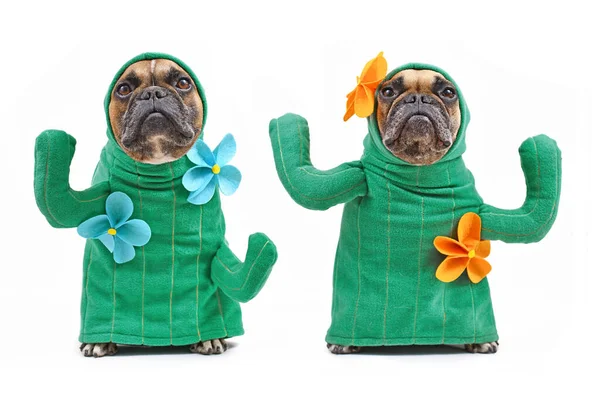 Pair of  French Bulldog dogs in funny cactus costume with arms like branches and blue and yellow flowers isolated on white background