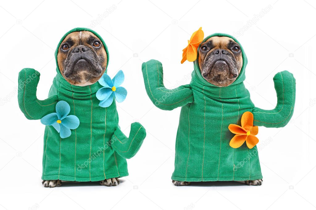 Pair of  French Bulldog dogs in funny cactus costume with arms like branches and blue and yellow flowers isolated on white background
