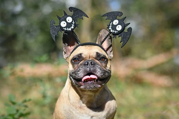 Francia Bulldog Visel Vicces Halloween Fejpánt Mosolygós Denevérek — Stock Fotó