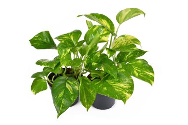 İki tropikal 'Epipremnum Aureum Golden Pothos' ev bitkileri beyaz arka planda izole edilmiş saksılarda.