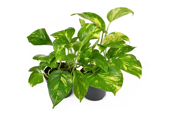 İki tropikal 'Epipremnum Aureum Golden Pothos' ev bitkileri beyaz arka planda izole edilmiş saksılarda.