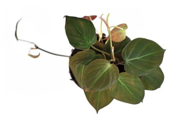 Tropikal 'Philodendron Hederaceum' ev bitkisi Micans 'ın kalp şeklindeki yaprakları beyaz arka planda kadife desenli