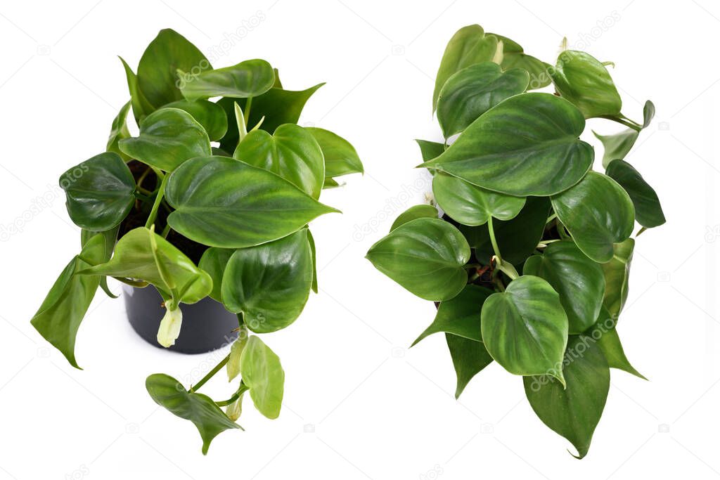 Tropical 'Philodendron Scandens' house plant in flower pot isolated on white background