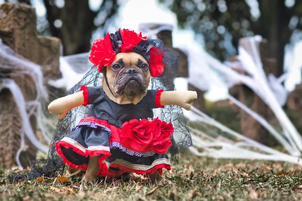 Французский Бульдог Одетый Костюм Catrina Хэллоуин Красным Черным Платьем Розовыми — стоковое фото