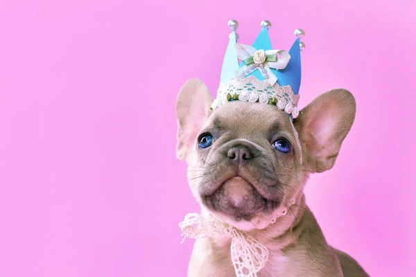 Face of French Buldog dog puppy wearing a paper crown with lace and ribbons on pink packground with empty copy space
