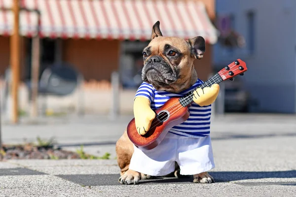 Cão Engraçado Cosutume Bulldog Francês Vestido Como Músico Perfomer Rua — Fotografia de Stock