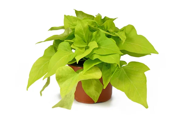 Ornamental Verde Brillante Sweet Potato Ipomoea Ideas Brillantes Lime Planta Imagen de stock