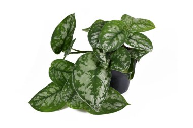 'Scindapsus Pictus Exotica' ya veya 'Satin Pothos' adı verilen kadife desenli ve beyaz arkaplanda izole edilmiş gümüş leke desenli egzotik ev bitkisi.