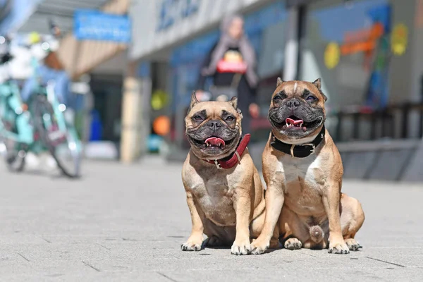 Välskötta Franska Bulldogg Hundar Utan Koppel Sitter Stadens Gata Solig — Stockfoto