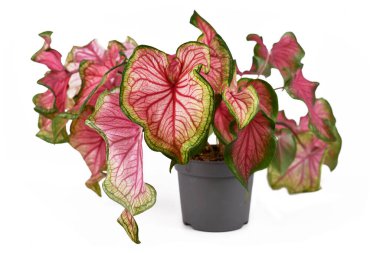 Beyaz arka planda güzel pembe ve yeşil yaprakları olan egzotik 'Caladium Florida tatlım' bitkisi